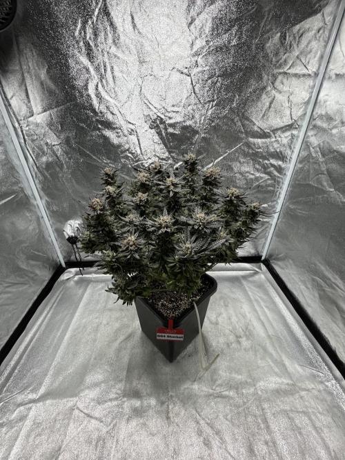 COCO_FAST&SWEET_Buds-3round. Week 14