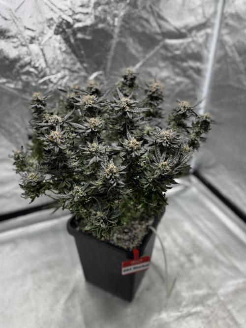 COCO_FAST&SWEET_Buds-3round. Week 14