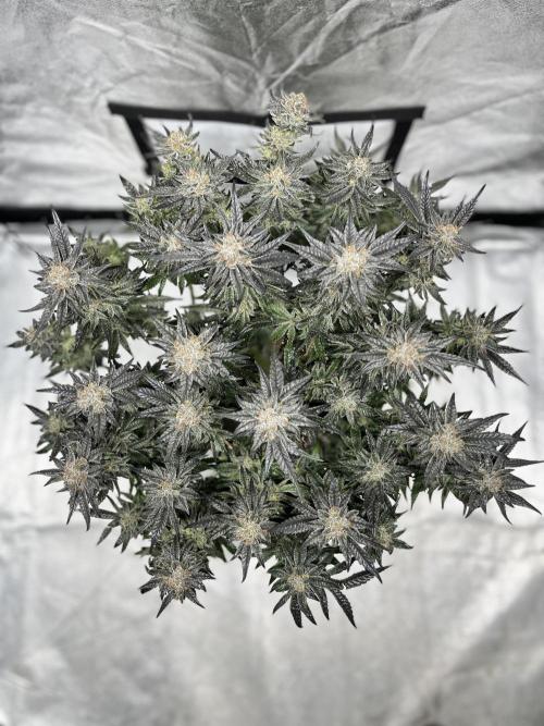 COCO_FAST&SWEET_Buds-3round. Week 14