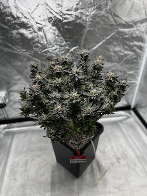 COCO_FAST&SWEET_Buds-3round. Week 14