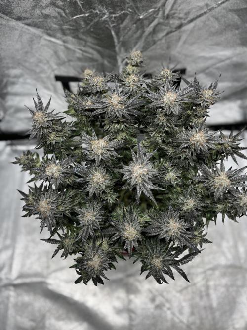 COCO_FAST&SWEET_Buds-3round. Week 14