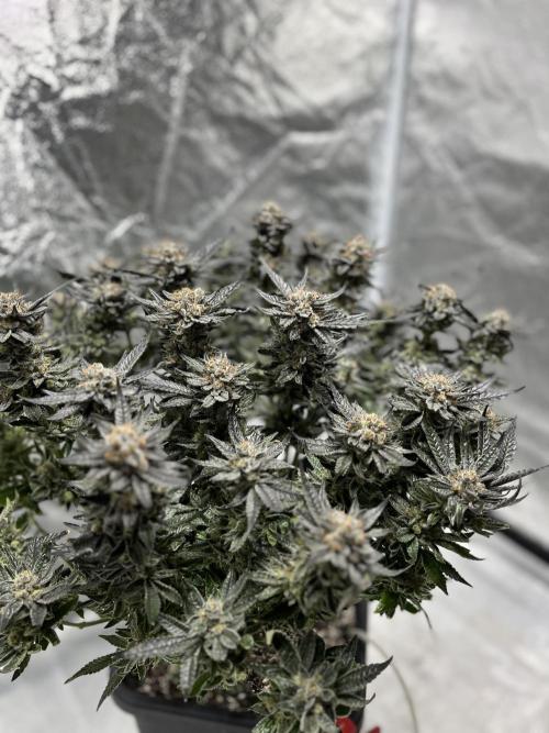 COCO_FAST&SWEET_Buds-3round. Week 14
