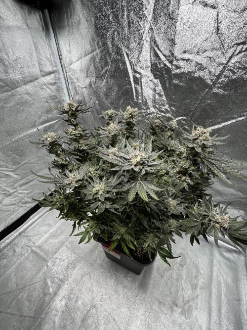 COCO_FAST&SWEET_Buds-3round. Week 14