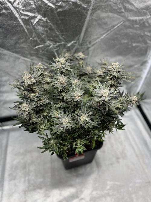 COCO_FAST&SWEET_Buds-3round. Week 14