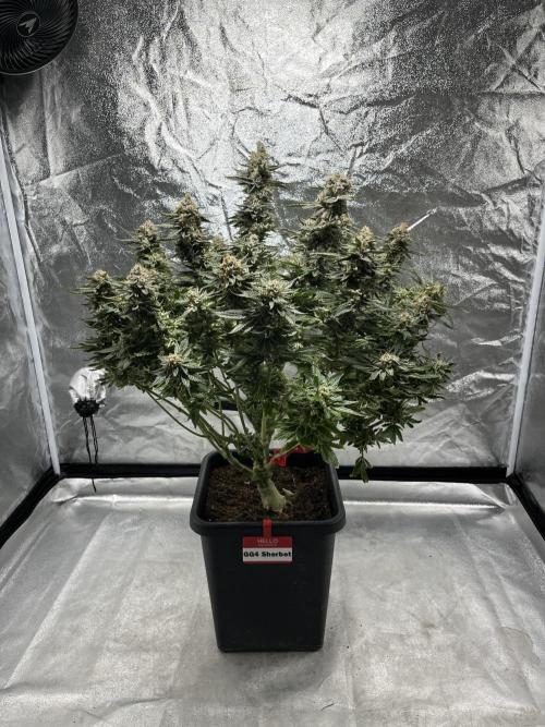 COCO_FAST&SWEET_Buds-3round. Week 14