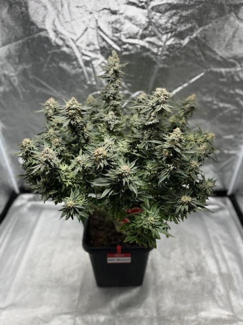 COCO_FAST&SWEET_Buds-3round. Week 14