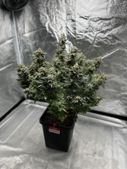 COCO_FAST&SWEET_Buds-3round. Week 14