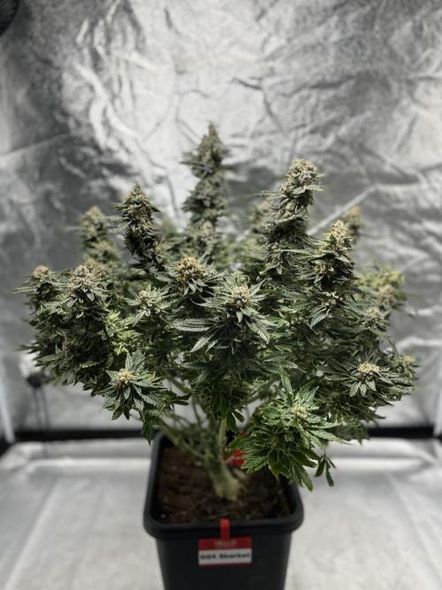 COCO_FAST&SWEET_Buds-3round. Week 14