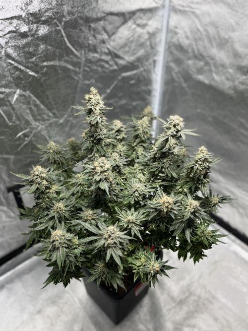 COCO_FAST&SWEET_Buds-3round. Week 14