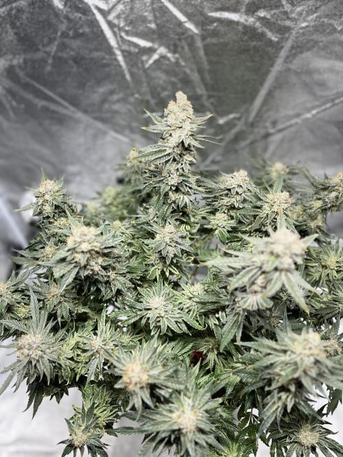 COCO_FAST&SWEET_Buds-3round. Week 14