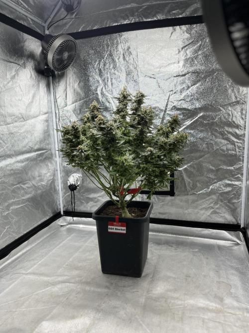 COCO_FAST&SWEET_Buds-3round. Week 14