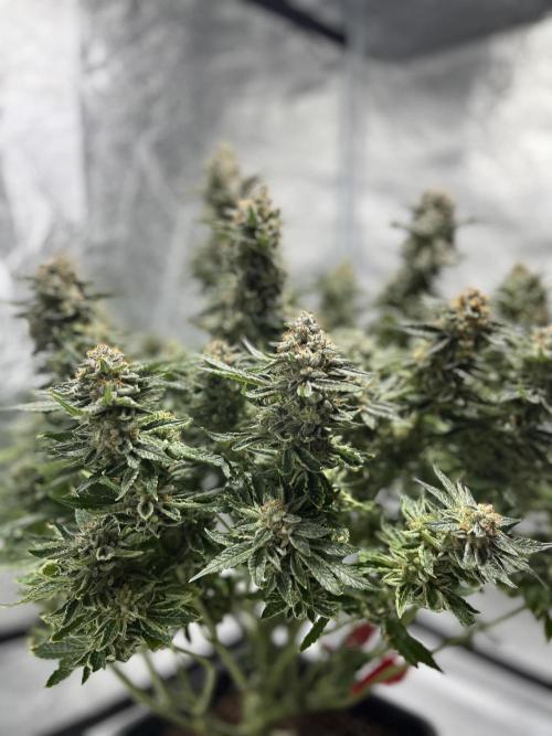 COCO_FAST&SWEET_Buds-3round. Week 14