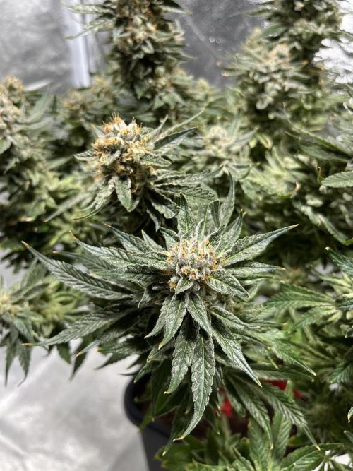COCO_FAST&SWEET_Buds-3round. Week 14