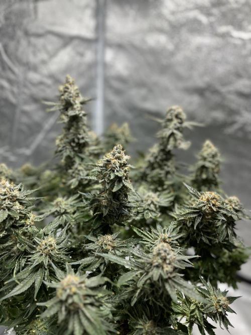 COCO_FAST&SWEET_Buds-3round. Week 14