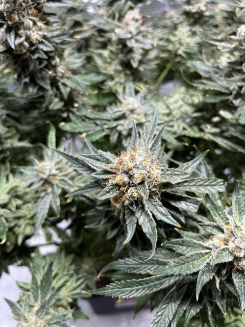 COCO_FAST&SWEET_Buds-3round. Week 14
