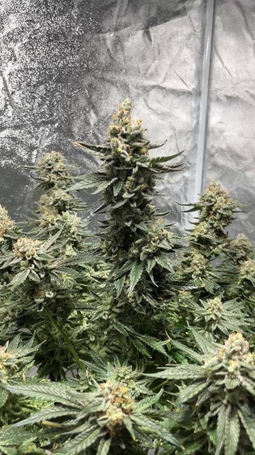 COCO_FAST&SWEET_Buds-3round