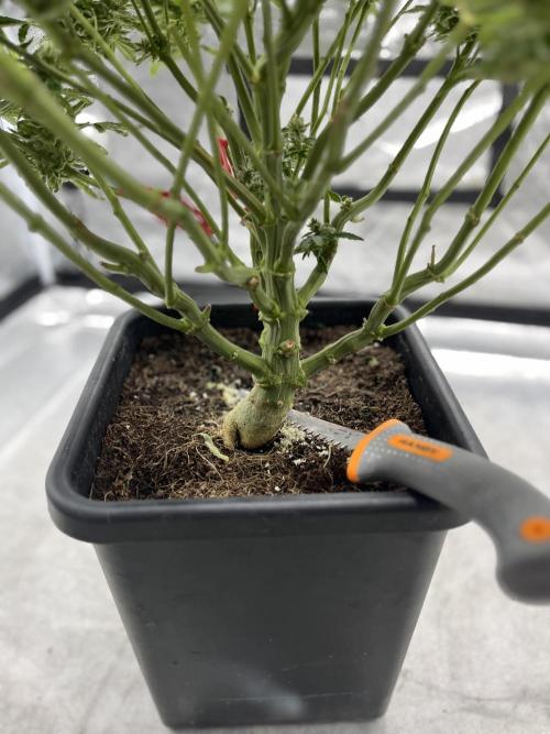 COCO_FAST&SWEET_Buds-3round. Week 14