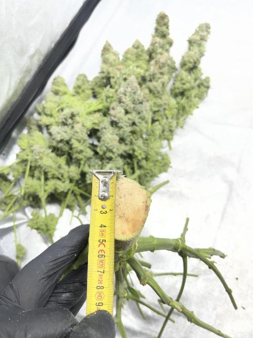 COCO_FAST&SWEET_Buds-3round. Week 14