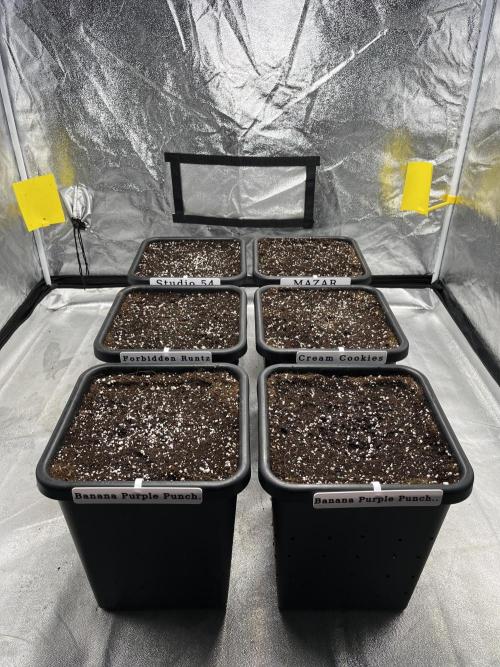 AutoFlowering_DLI_Autopot_20/4h. Week 0 - 6.4