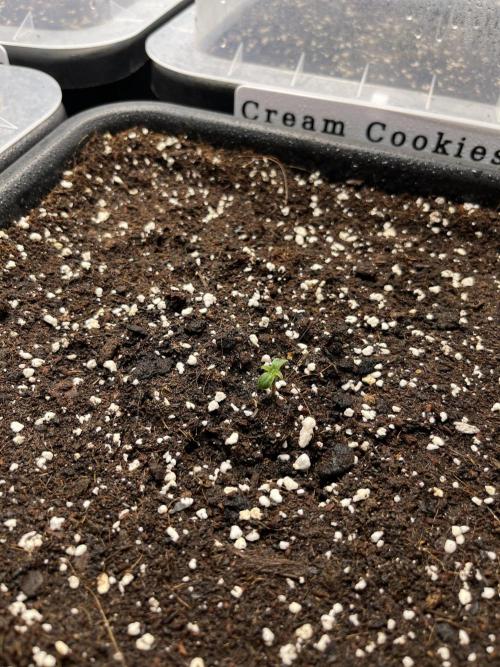 AutoFlowering_DLI_Autopot_20/4h. Week 0 - 8.4