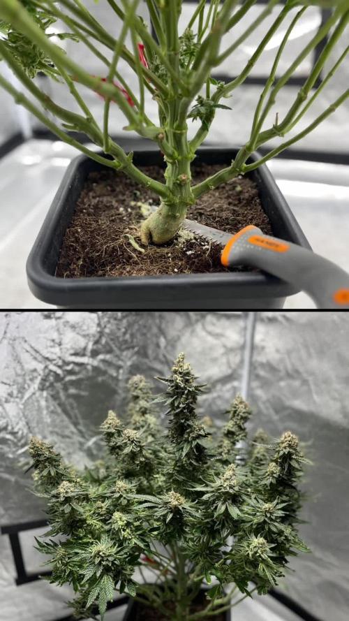 COCO_FAST&SWEET_Buds-3run