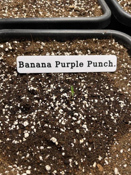AutoFlowering_DLI_Autopot_20/4h. Week 1 - Tohle jsem musel 👌
