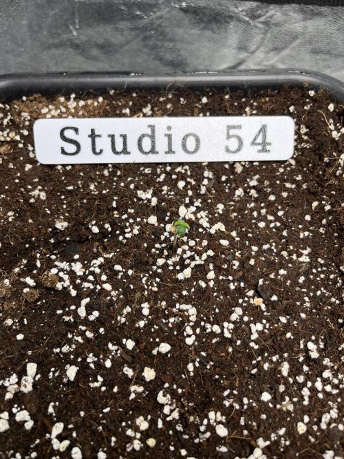 AutoFlowering_DLI_Autopot_20/4h. Week 1 - ?