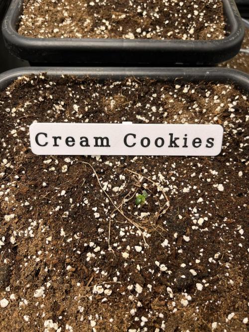 AutoFlowering_DLI_Autopot_20/4h. Week 1 - 🍪