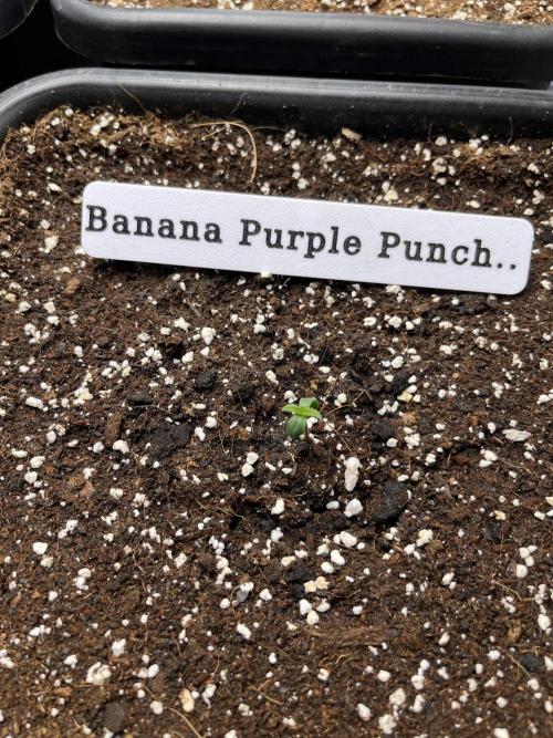 AutoFlowering_DLI_Autopot_20/4h. Week 1 - 🍌
