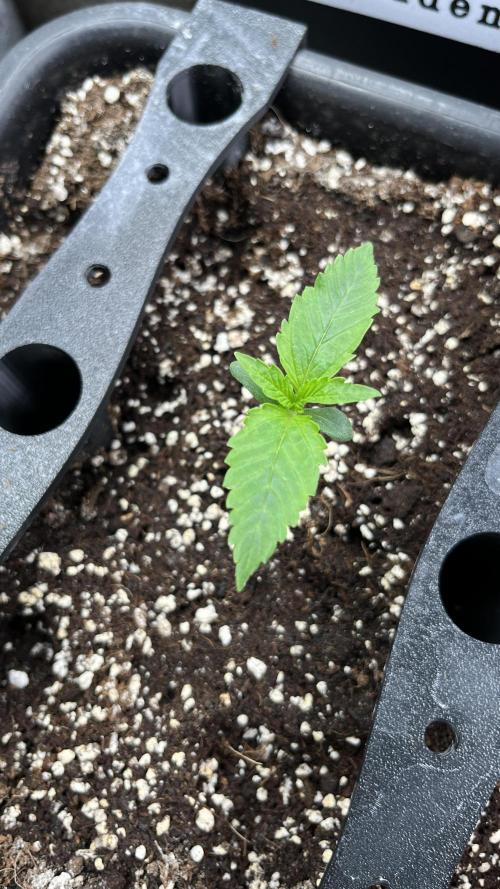 AutoFlowering_DLI_Autopot_20/4h. Week 2