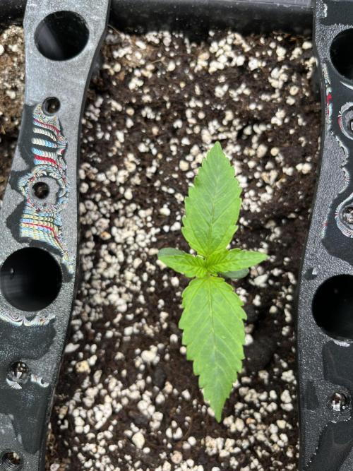 AutoFlowering_DLI_Autopot_20/4h. Week 2