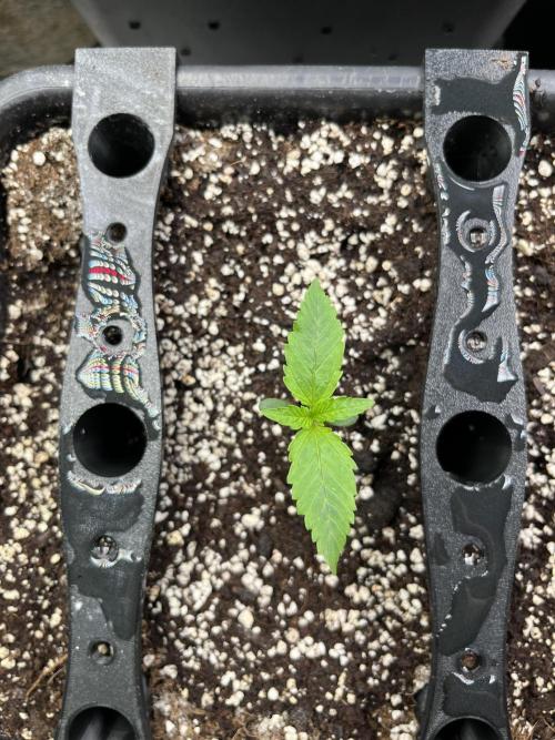 AutoFlowering_DLI_Autopot_20/4h. Week 2
