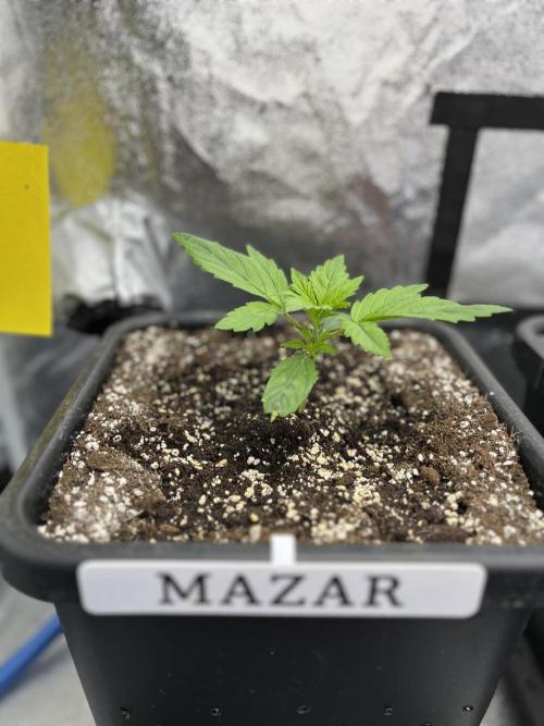 AutoFlowering_DLI_Autopot_20/4h. Week 3