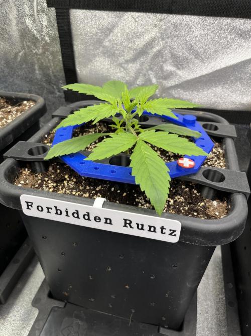 AutoFlowering_DLI_Autopot_20/4h. Week 3