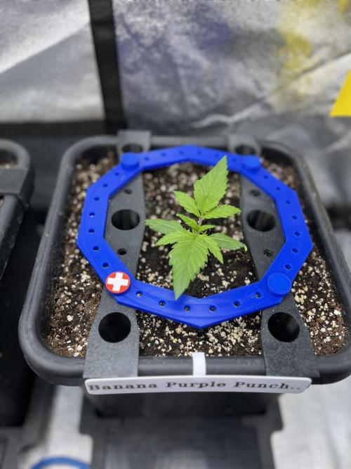 AutoFlowering_DLI_Autopot_20/4h. Week 3