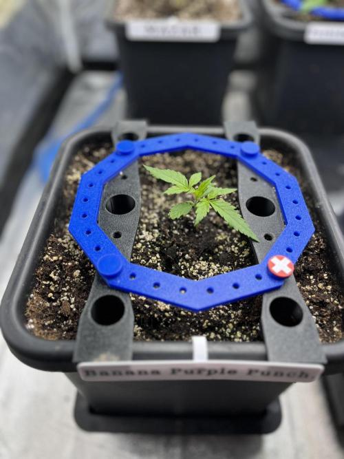 AutoFlowering_DLI_Autopot_20/4h. Week 3
