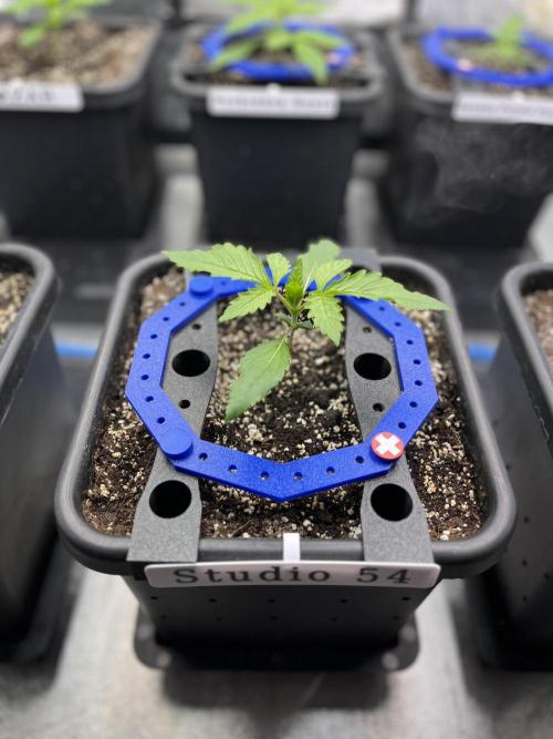 AutoFlowering_DLI_Autopot_20/4h. Week 3