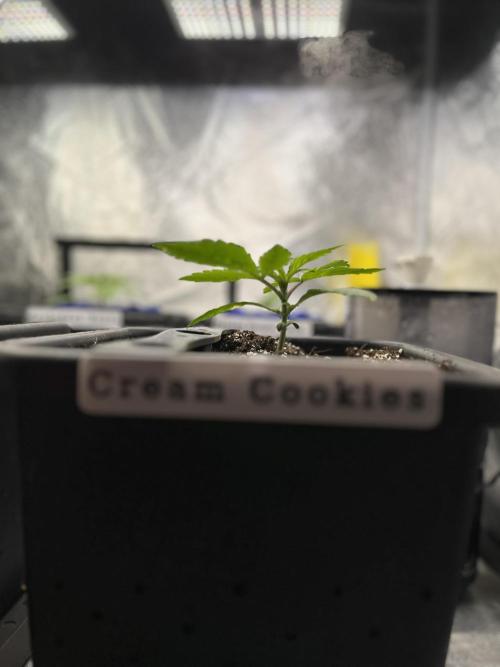 AutoFlowering_DLI_Autopot_20/4h. Week 3