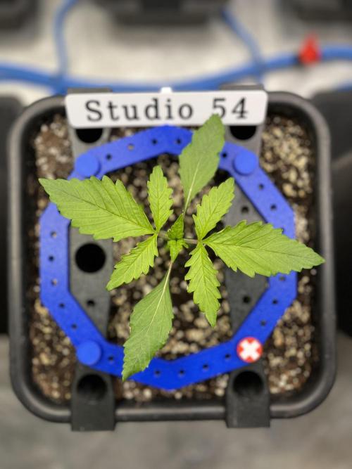 AutoFlowering_DLI_Autopot_20/4h. Week 3