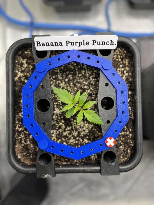 AutoFlowering_DLI_Autopot_20/4h. Week 3