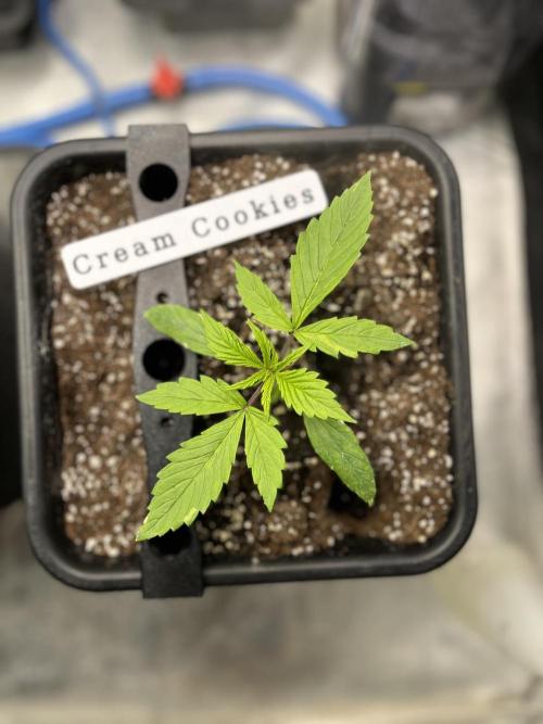 AutoFlowering_DLI_Autopot_20/4h. Week 3