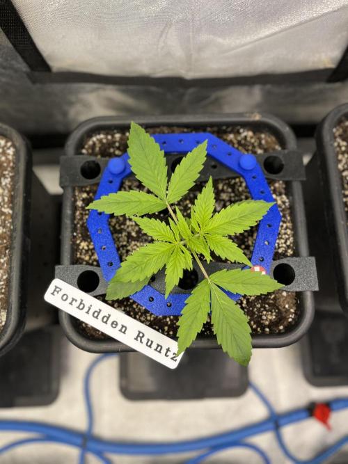 AutoFlowering_DLI_Autopot_20/4h. Week 3