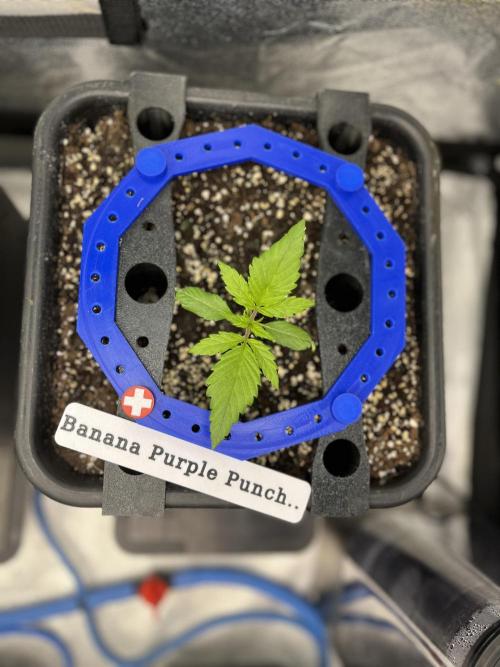 AutoFlowering_DLI_Autopot_20/4h. Week 3