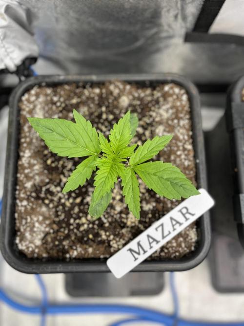 AutoFlowering_DLI_Autopot_20/4h. Week 3
