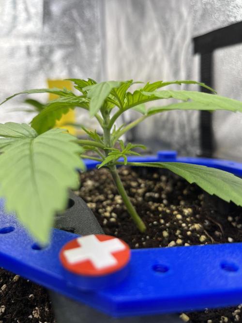 AutoFlowering_DLI_Autopot_20/4h. Week 3