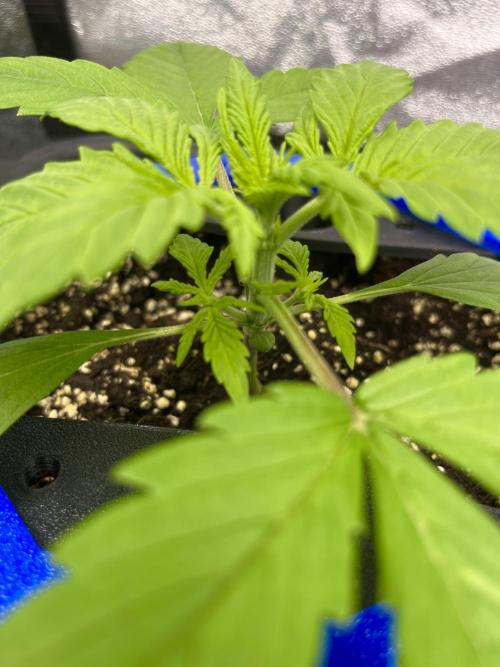 AutoFlowering_DLI_Autopot_20/4h. Week 3