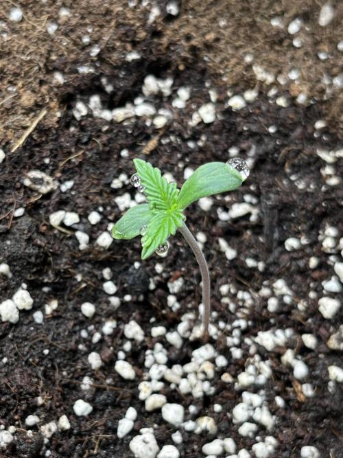 AutoFlowering_DLI_Autopot_20/4h. Week 1