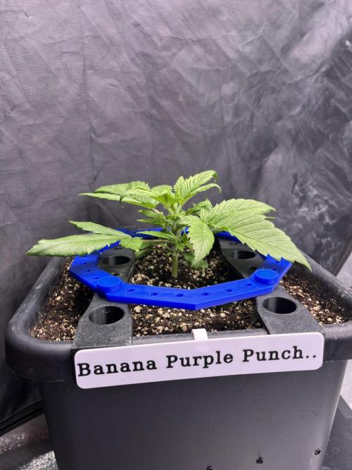 AutoFlowering_DLI_Autopot_20/4h. Week 4