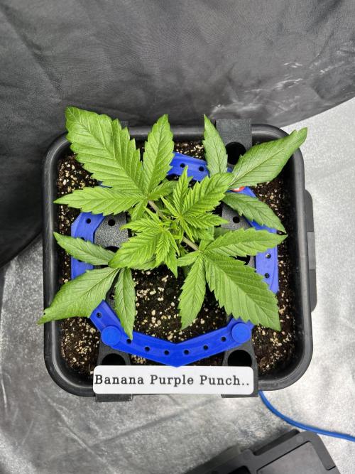 AutoFlowering_DLI_Autopot_20/4h. Week 4