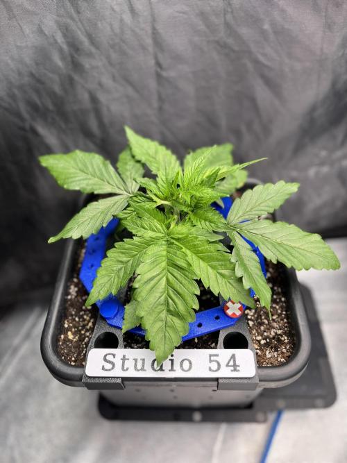 AutoFlowering_DLI_Autopot_20/4h. Week 4